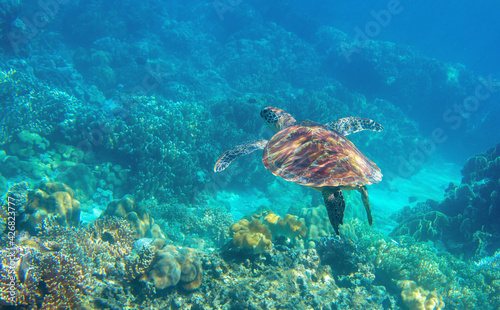 Sea turtle swimming in blue water. Cute sea turtle in blue water of tropical sea. Green turtle underwater photo. Wild marine animal in natural environment. Endangered species of coral reef.