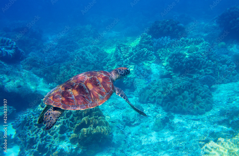Sea turtle in blue water. Friendly marine turtle underwater photo. Oceanic animal in wild nature. Summer vacation activity. Snorkeling or diving banner template. Tropical seashore with sea tortoise. Sea turtle in blue water. Friendly marine turtle underwater photo. Oceanic animal in wild nature. Summer vacation activity. Snorkeling or diving banner template. Tropical seashore with sea tortoise.