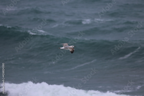 mouette 