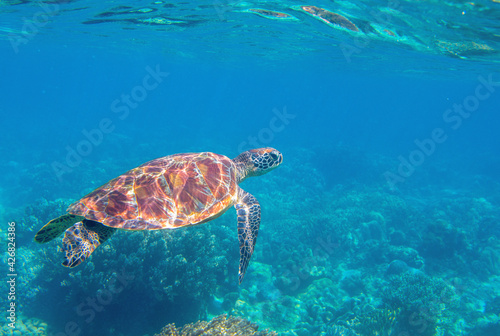 Cute sea turtle in blue water of tropical sea. Green turtle underwater photo. Wild marine animal in natural environment. Endangered species of coral reef. Tropical seashore wildlife. Snorkeling photo.