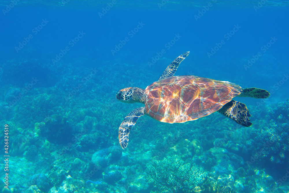 Fototapeta premium Sea turtle in blue water. Friendly marine turtle underwater photo. Oceanic animal in wild nature. Summer vacation activity. Snorkeling or diving banner template. Tropical seashore with sea tortoise.
