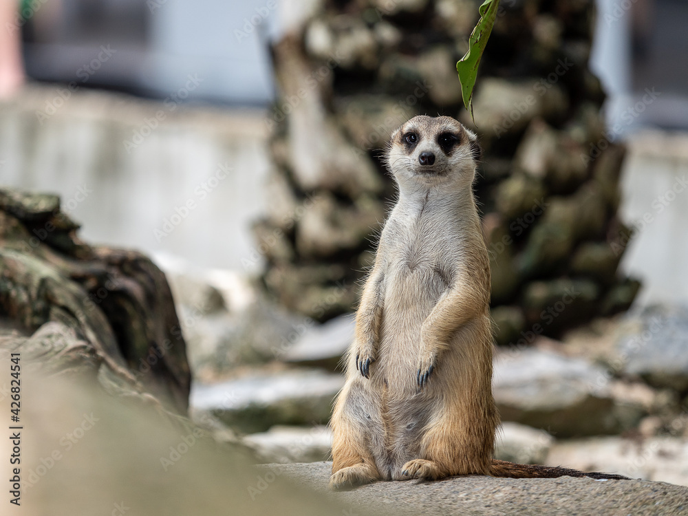 Fototapeta premium meerkat on the lookout