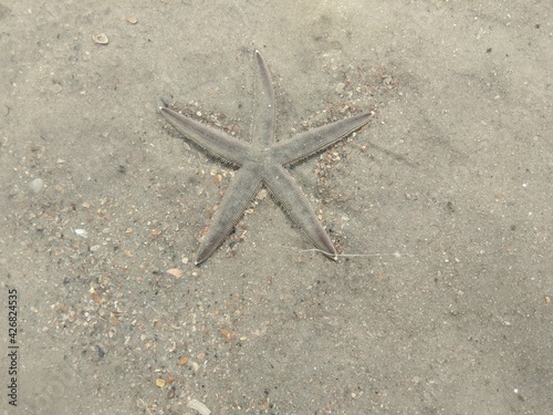 sea star under water in tidepool