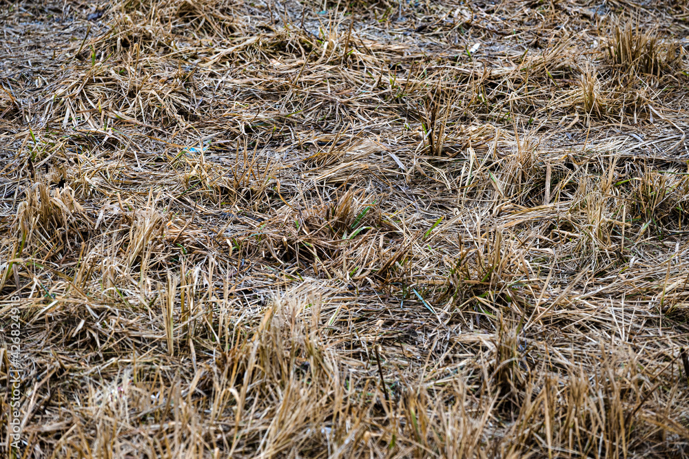 Natural spring background of dry yellow grass. Danger of spring fires, do not set fire to dry grass. An unkempt lawn that has not been mowed or watered for a long time. Natural spring background of dry yellow grass. Danger of spring fires, do not set fire to dry grass. An unkempt lawn that has not been mowed or watered for a long time.