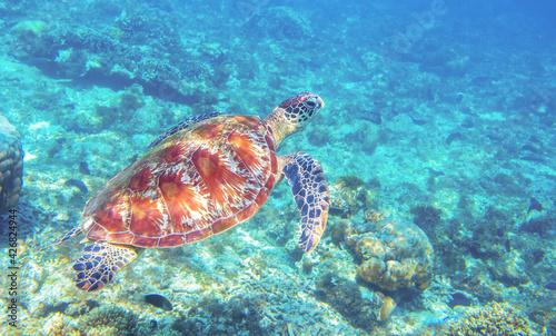 Sea turtle swimming in blue water. Sea turtle in blue water. Friendly marine turtle underwater photo. Oceanic animal in wild nature. Summer vacation activity. Snorkeling or diving banner template. © Elya.Q