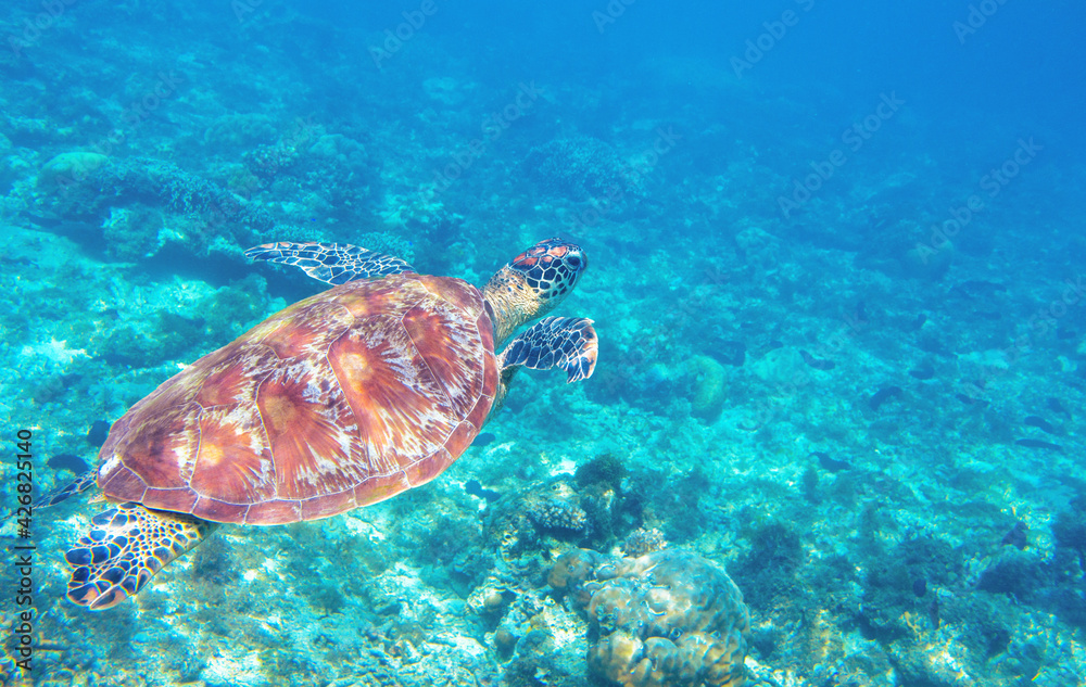Fototapeta premium Sea turtle swimming in blue water. Cute sea turtle in blue water of tropical sea. Green turtle underwater photo. Wild marine animal in natural environment. Endangered species of coral reef. Tropical