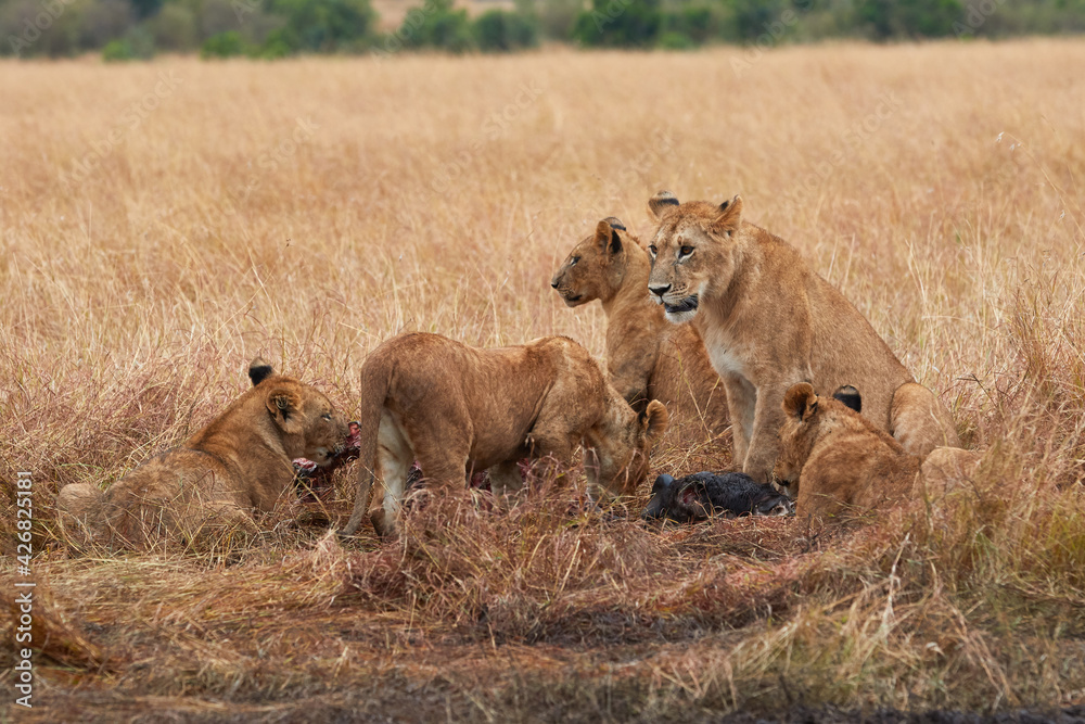 Fototapeta premium Pride of lions at the Masaai Mara