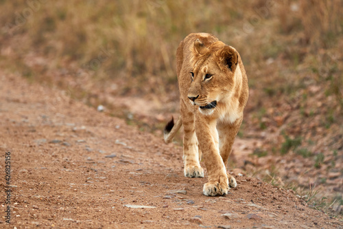 Young lion walking towards the camera at the Masaai Mara