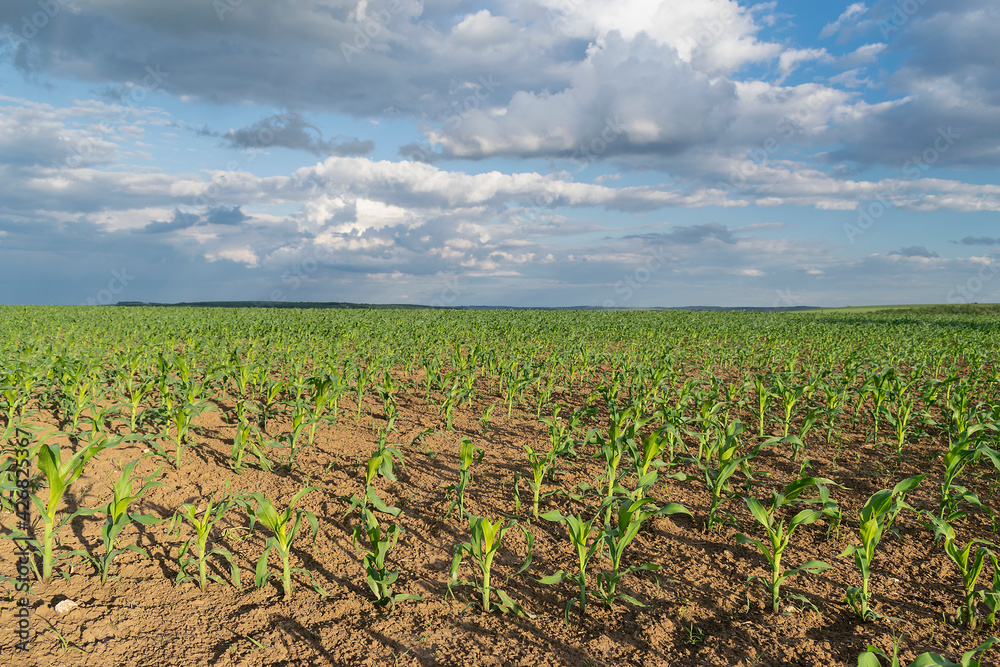 Green corn field in the eastern Bulgaria in the summer