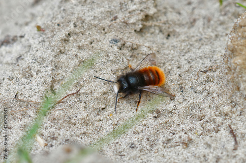 Closeup of a fresh colored male of the horned orchard mason bee , Osmia cornuta sunning on sandy soil