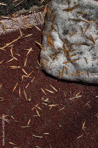 Grunge nature background. Old snow, seed of tre. photo