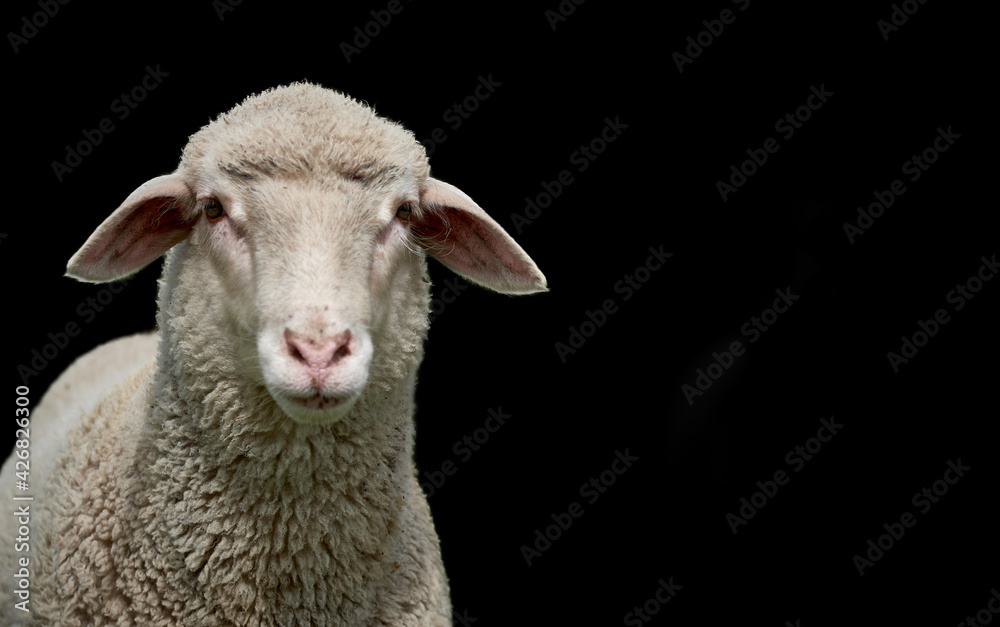 Close-up of a white lamb isolated on black background Close-up of a white lamb isolated on black background