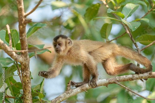 The Hooded capuchin monkey (Cebus apella cay)