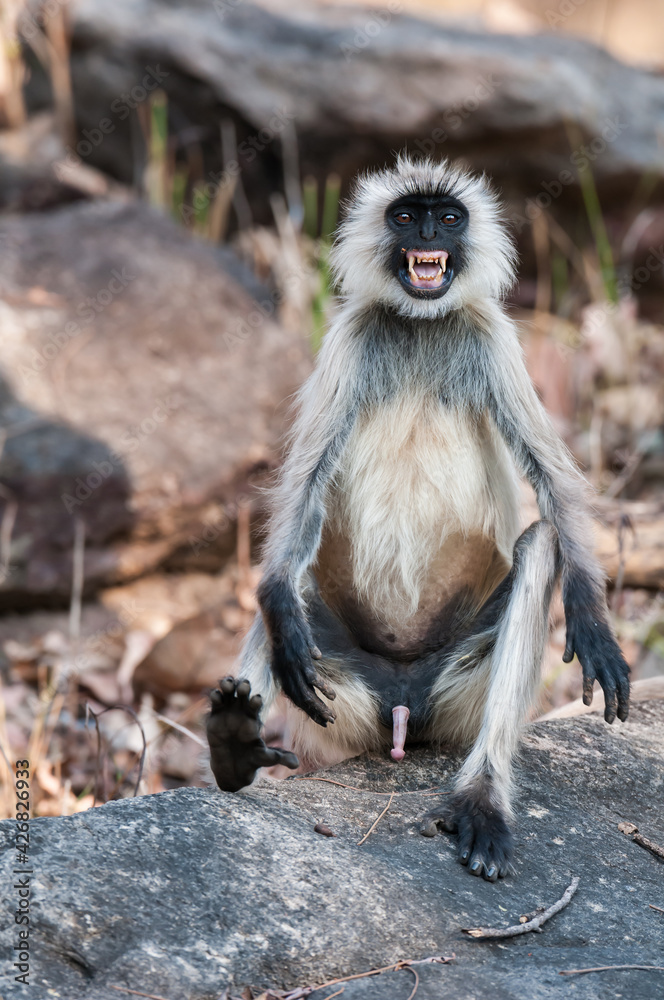 Fototapeta premium portrait of a long macaque. Langur is angry.