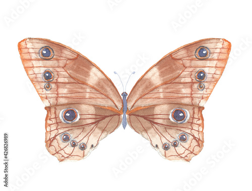 Beautiful watercolor orange butterfly, great design for any purposes. Spring botanical illustration