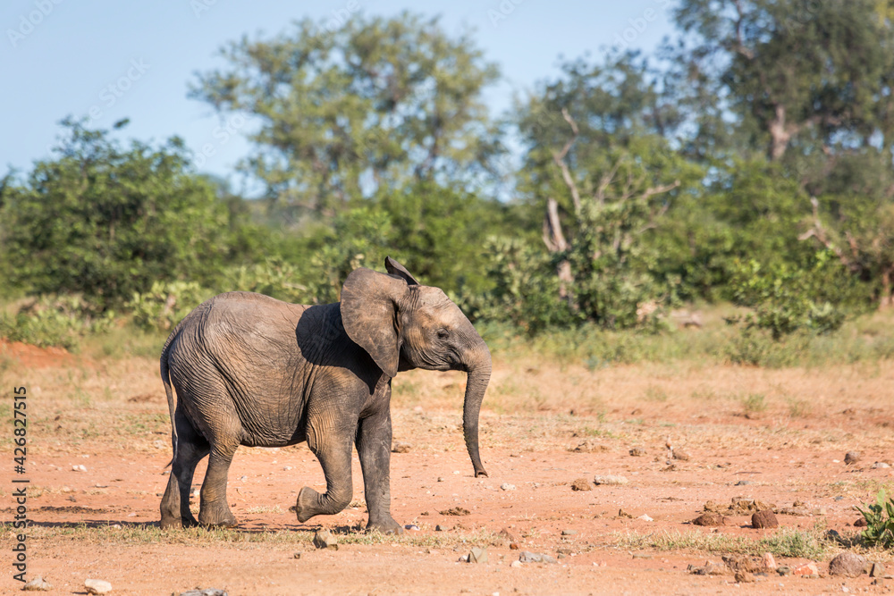 Fototapeta premium Young African bush elephant running in savanah in Kruger National park, South Africa ; Specie Loxodonta africana family of Elephantidae