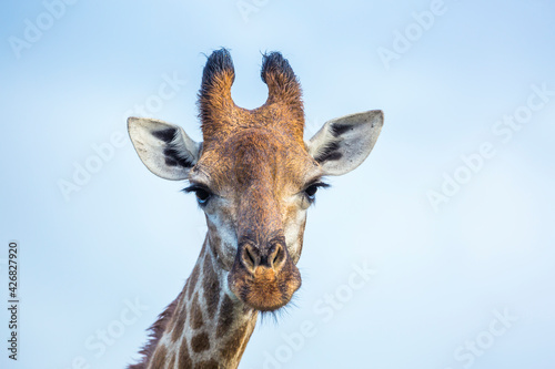 Giraffe portrait front view isolated in blue background in Kruger National park, South Africa ; Specie Giraffa camelopardalis family of Giraffidae photo