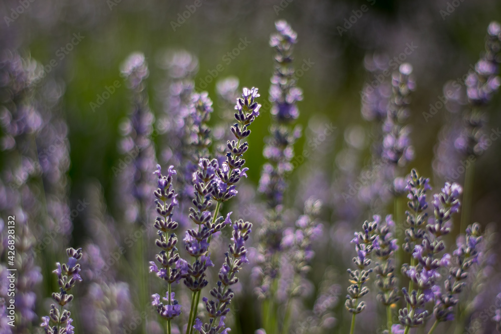 Obraz premium Detalle de flores de lavanda en un campo español cultivado con fines industriales a imitación de la Provenza francesa