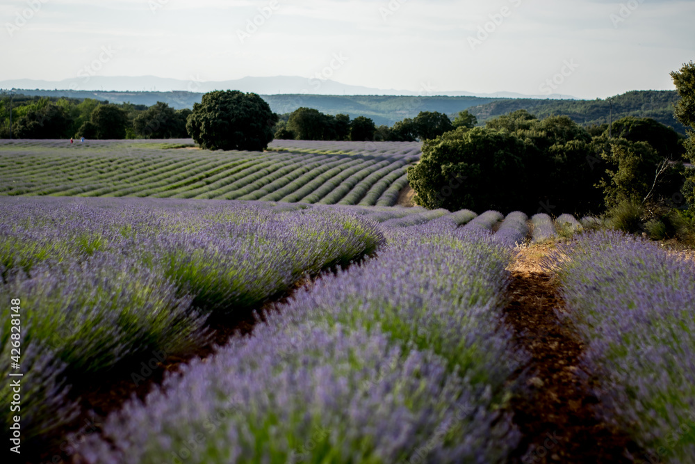 Fototapeta premium Campos cultivados con la lavanda con encinas de fondo 