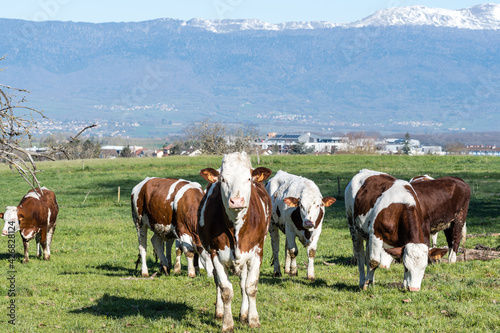 Vaches Montbéliardes dans un pré © julien leiv