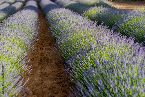 Campos cultivados con lavanda para uso ser usada en la industria química del perfume y la cosmética