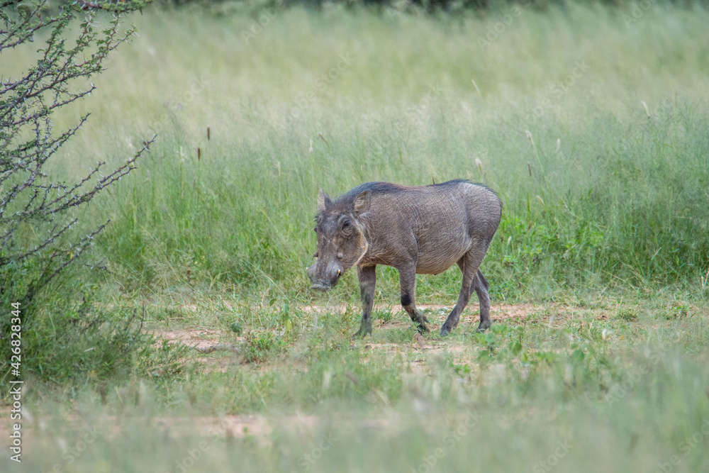 Fototapeta premium Phacochère