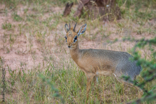 Antilope Namibienne