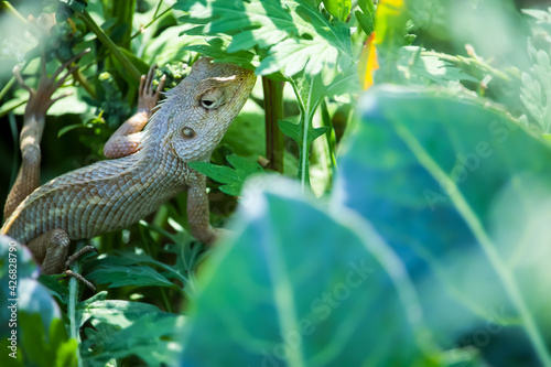 lizard in the green leaves