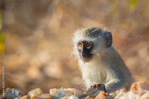 Cute young Vervet monkey portrait in Kruger National park, South Africa ; Specie Chlorocebus pygerythrus family of Cercopithecidae