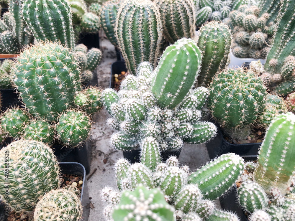 Collection of young cactus in pots. Cactus plants at the nursery. Potted cactus house plants . Collection of young cactus in pots. Cactus plants at the nursery. Potted cactus house plants .