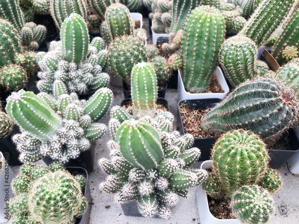 Collection of young cactus in pots. Cactus plants at the nursery. Potted cactus house plants . Collection of young cactus in pots. Cactus plants at the nursery. Potted cactus house plants .