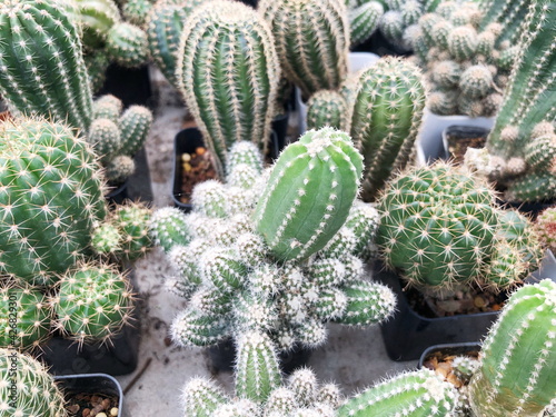 Collection of young cactus in pots. Cactus plants at the nursery. Potted cactus house plants . 