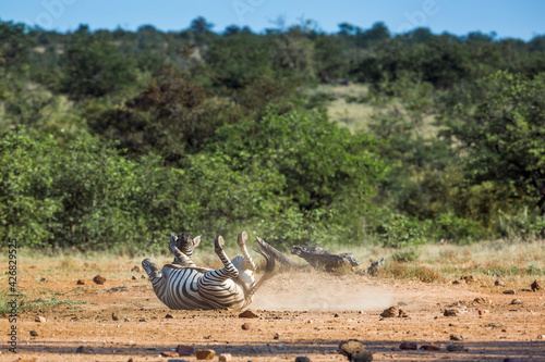 Plains zebra grooming on the ground in Kruger National park  South Africa   Specie Equus quagga burchellii family of Equidae
