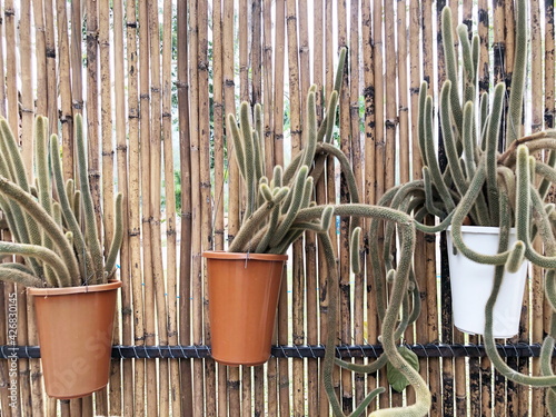 Cactus worms in pots. Cactus plants at the nursery. Potted cactus worms house plants . 