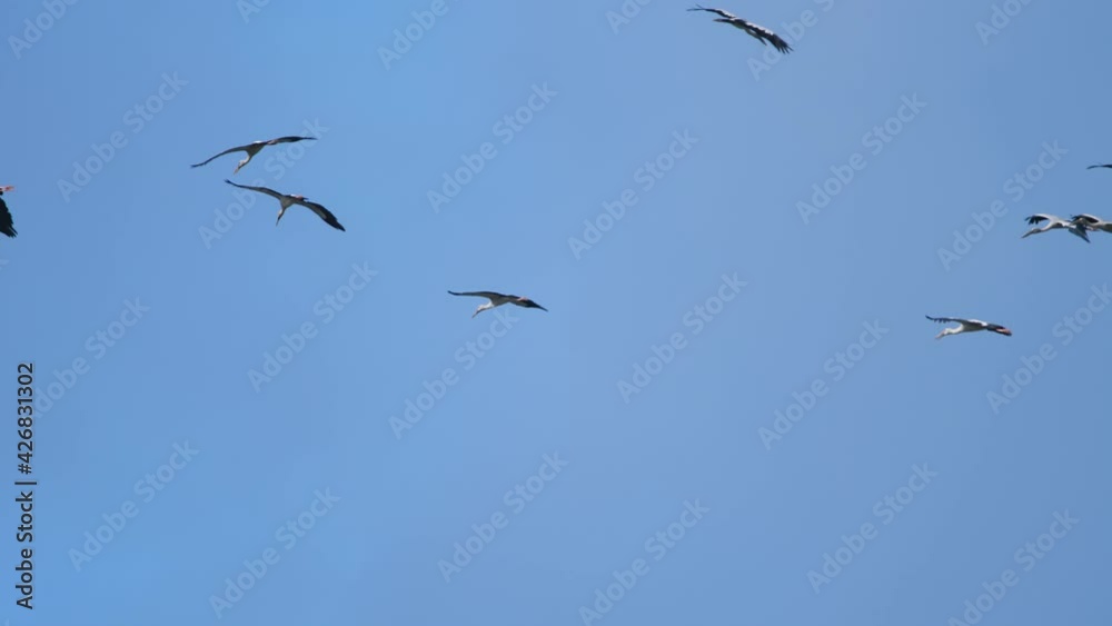 Flocks of birds overhead Flocks of birds overhead