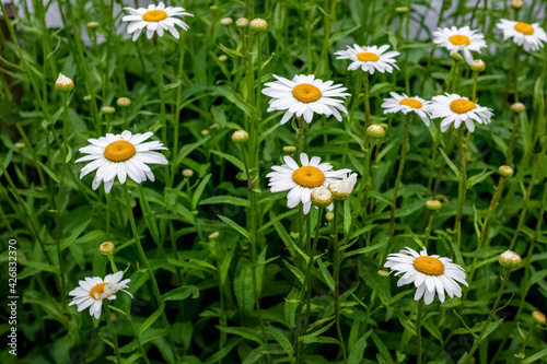 Large white daisies on a meadow among the grass