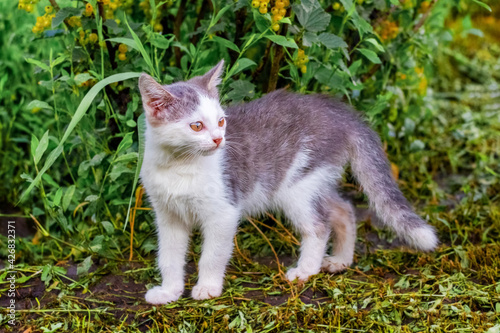 Young cat with white and gray fur in the garden on the mown grass