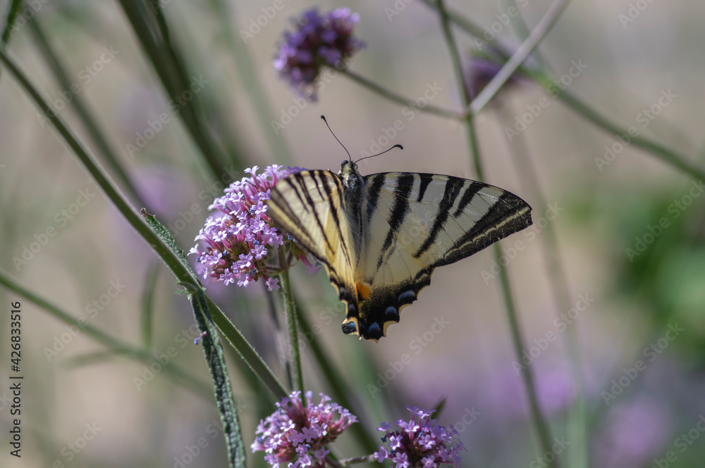 Naklejka premium Verbena bonariensis vervain purpletop flowering plant with white black butterfly scarce swallowtail Iphiclides podalirius