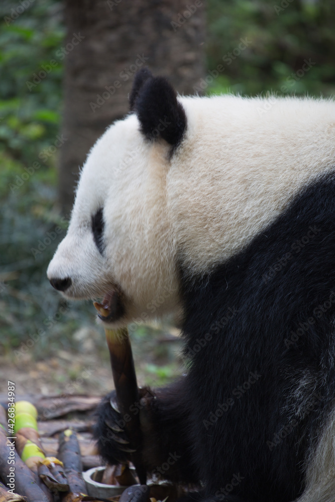 Chengdu Research Base of Giant Panda Breeding Chengdu Research Base of Giant Panda Breeding