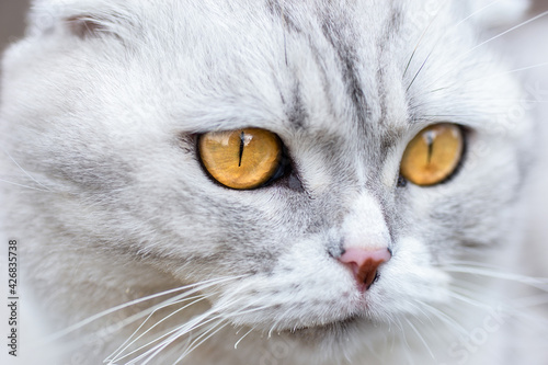 Grey cat on the grass