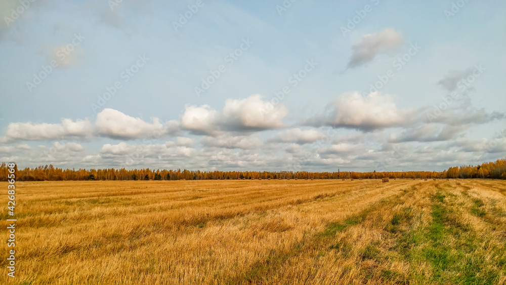 Landscape with a view of a mown rye field in autumn