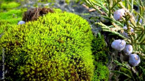 Mosses are small flowerless plants Bryophyta, nature Ukraine. photo