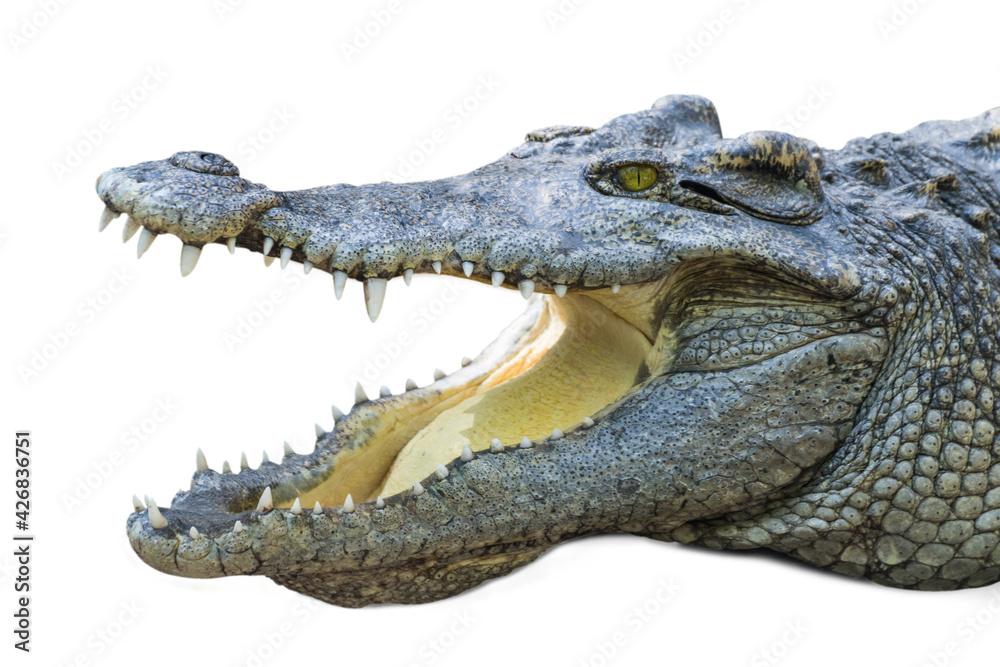 Obraz premium close up crocodile with open mouth isolated white background