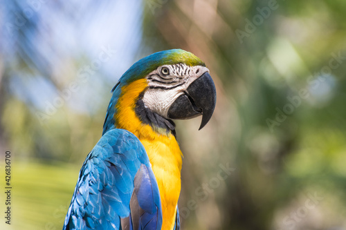 Bird Blue-and-yellow macaw standing with branches of tree background