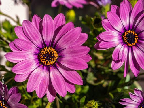 Close up of a cape marguerite flower  Dimorphotheca ecklonis  with blurred background