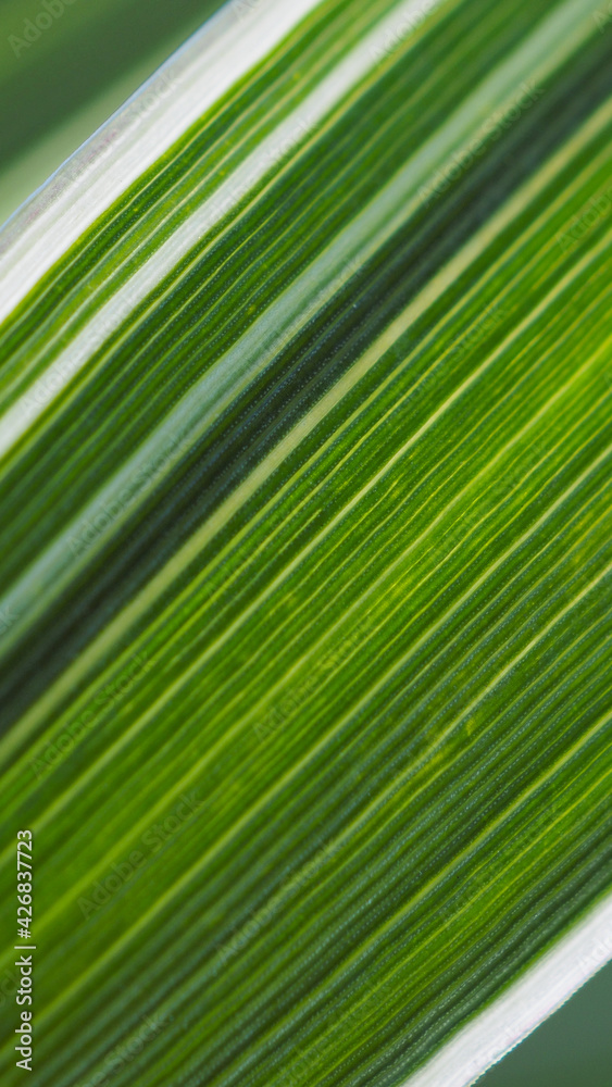 Striped green leaf of a cereal plant. Natural mobile phone wallpaper. Vertical summer background. Bright backdrop of greenery. Leaves of reed canary grass close-up. Macro Striped green leaf of a cereal plant. Natural mobile phone wallpaper. Vertical summer background. Bright backdrop of greenery. Leaves of reed canary grass close-up. Macro