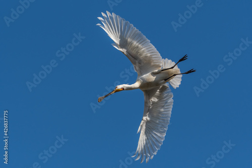 Eurasian spoonbill (Platalea leucorodia) in flight. Photographed in the Netherlands.