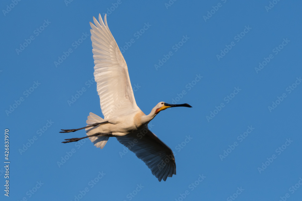 Obraz premium Eurasian spoonbill (Platalea leucorodia) in flight. Photographed in the Netherlands.