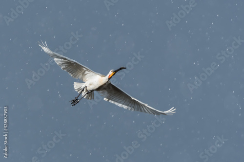 It hailed  it stormed and the sun was shining at the same time  Eurasian spoonbill  Platalea leucorodia  in flight. Photographed in the Netherlands.