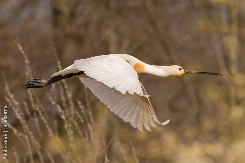 Eurasian spoonbill (Platalea leucorodia) in flight. Photographed in the Netherlands. Eurasian spoonbill (Platalea leucorodia) in flight. Photographed in the Netherlands.